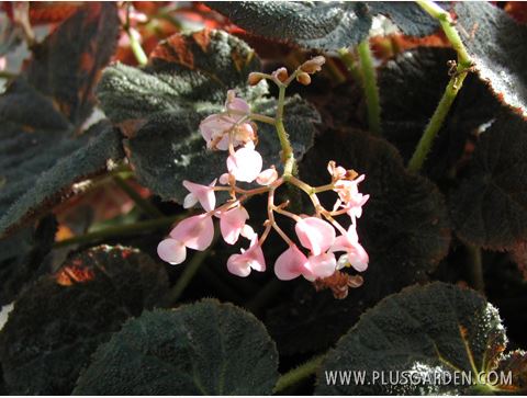 B. ‘Black Raspberry’